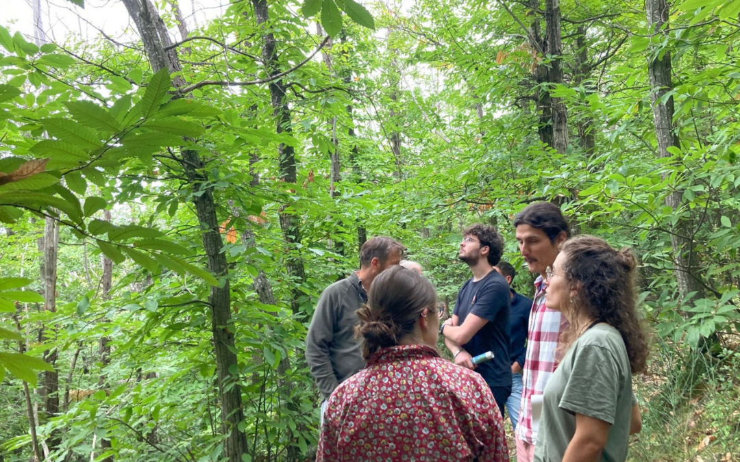 GRANULAR French Living Lab deploys new tool to monitor the decline of chestnut groves in Vallespir  