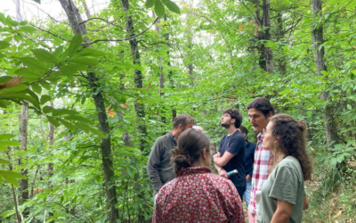 GRANULAR French Living Lab deploys new tool to monitor the decline of chestnut groves in Vallespir  